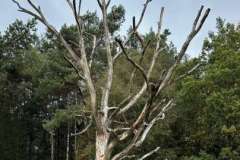 BSG-wandeling-Hilvarenbeek-okt_2025_221