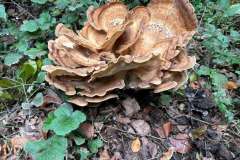 BSG-wandeling-Hilvarenbeek-okt_2025_311