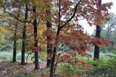 BSG-wandeling-Hilvarenbeek-okt_2025_51