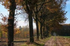 BSG Hilvarenbeek nov 2018-07