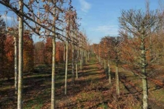 BSG Hilvarenbeek nov 2018-08