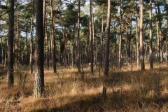 BSG Hilvarenbeek nov 2018-17