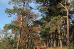 BSG Hilvarenbeek nov 2018-19