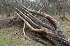 BSG-Meijendel_12_mrt2023_Niek_018