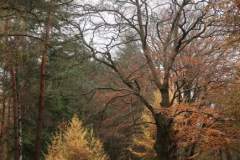 Wandeling-Lage-Vuursche-14-nov-21_Niek_01