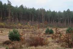Wandeling-Lage-Vuursche-14-nov-21_Niek_016