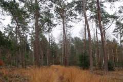 Wandeling-Lage-Vuursche-14-nov-21_Niek_05