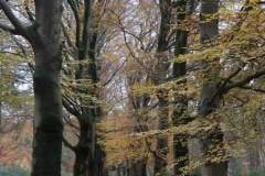 Wandeling-Lage-Vuursche-14-nov-21_Niek_06