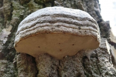 BSG wandeling Zundert apr18-65