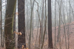 BSG wandeling Overveen-10