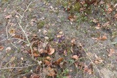 BSG wandeling Overveen-15