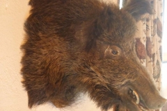 BSG wandeling Overveen-19