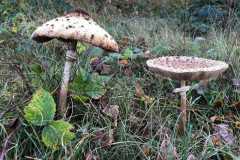 BSG-Gilze-Rijen_13nov22_Niek_018