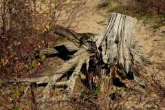 BSG-Gilze-Rijen_13nov22_Niek_032