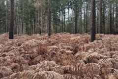 BSG-wandeling-Den-Dolder_Niek_dec-2025_6