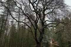 BSG-wandeling-Den-Dolder_Niek_dec-2025_7