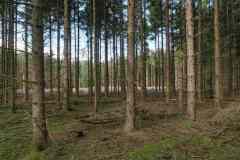 BSG-wandeling-Veenendaag-sept-2019_9