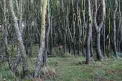 BSG-wandeling-Zandvoort-okt-2019121