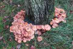 BSG-wandeling-Zandvoort-okt-2019151